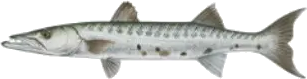 Barracuda y Mero