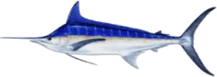 Marlin Azul y Blanco