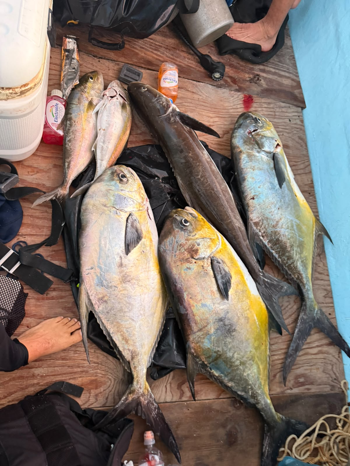 What Fish Can You Catch in Cancún & the Riviera Maya?