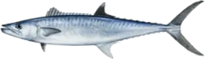 King Fish