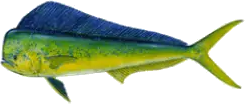 Dorado