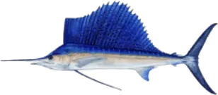 Pez Vela