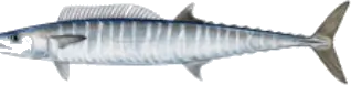 Wahoo